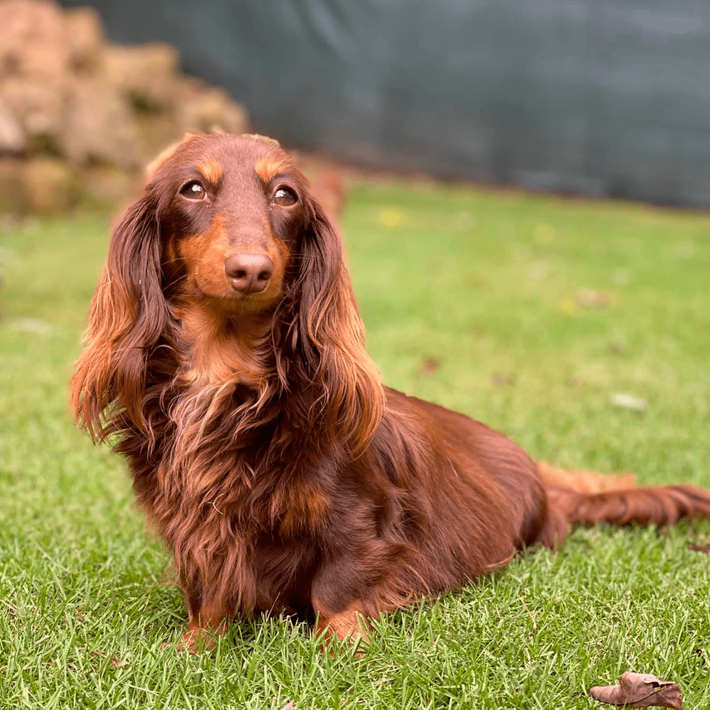 Long Haired Dachshunds Fun Facts Health Care and Training Tips