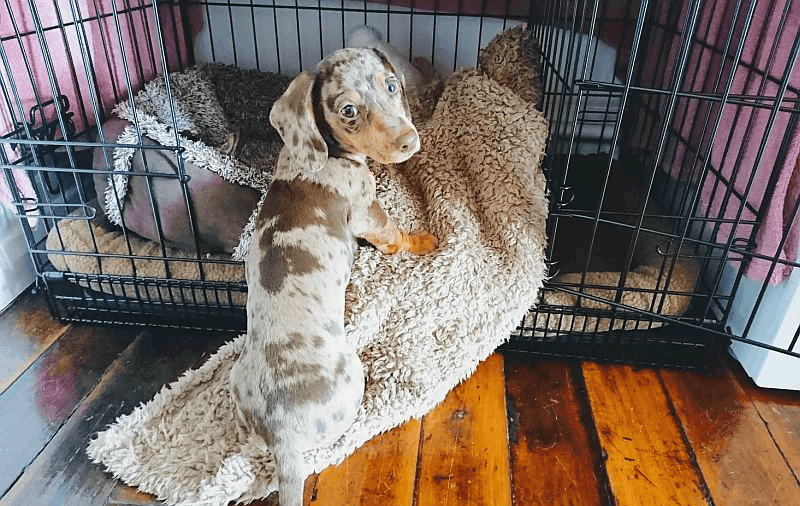 How To Crate Train A Dachshund DachWorld