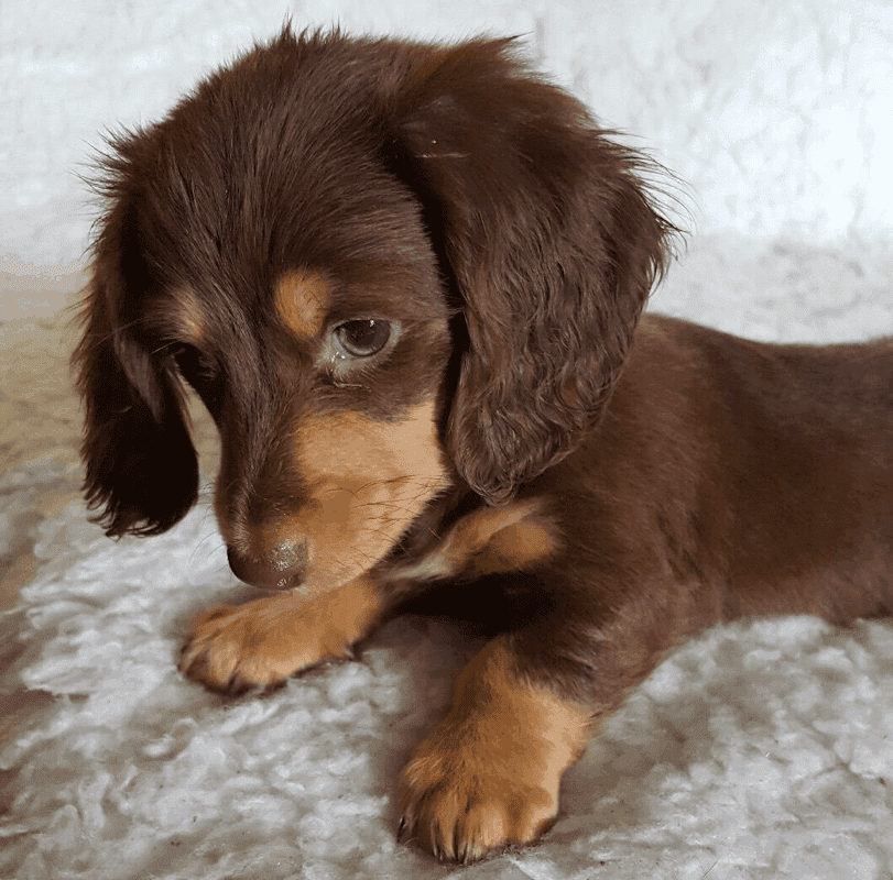 Chocolate fashion long haired dachshund