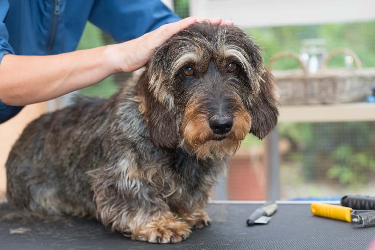 Silky wire haired dachshund hot sale grooming