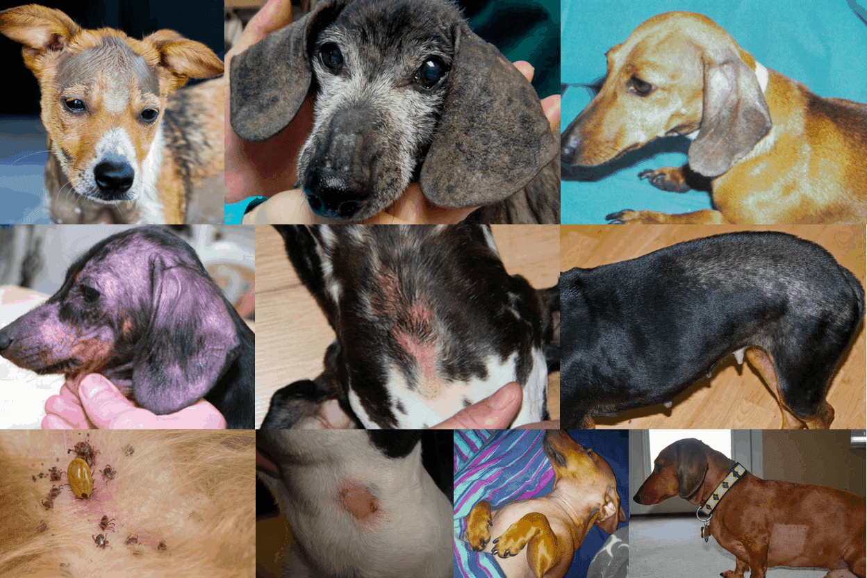 Dachshund dry shop skin remedies