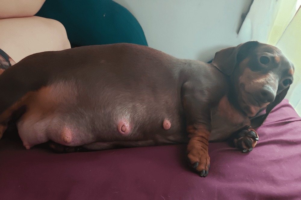 Pregnant weiner dogs clearance