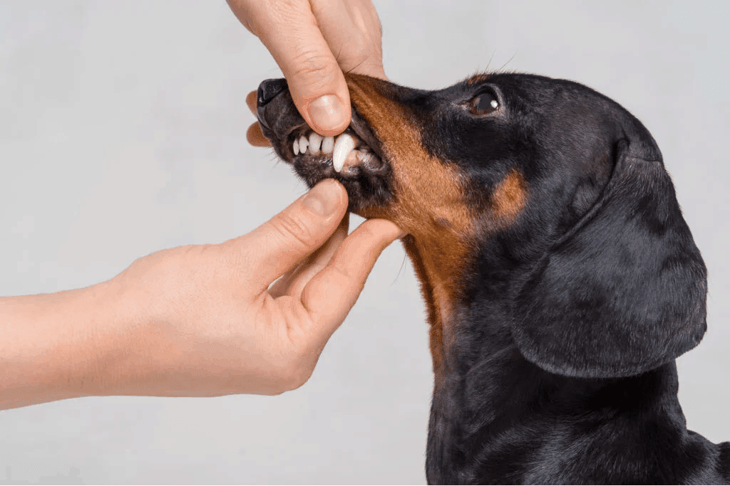 Dental Care for Dachshunds - DachWorld.com