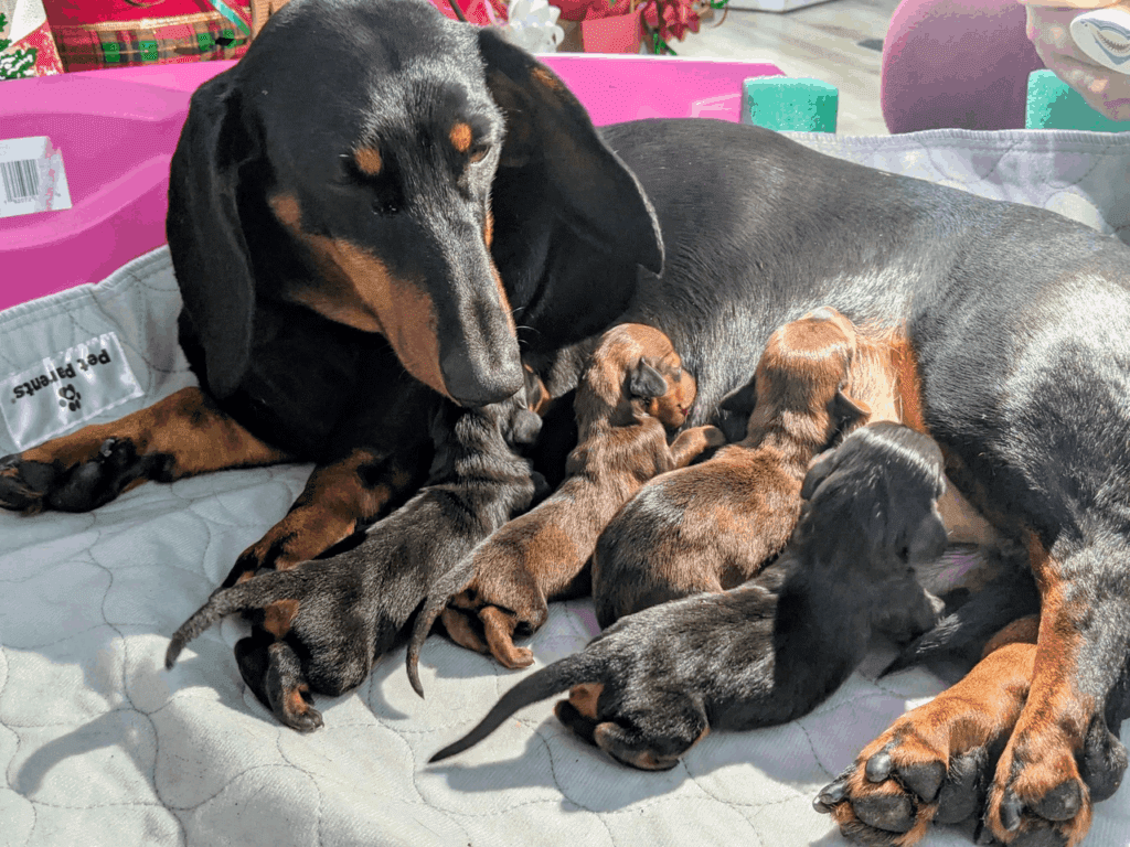 Reputable store dachshund breeders