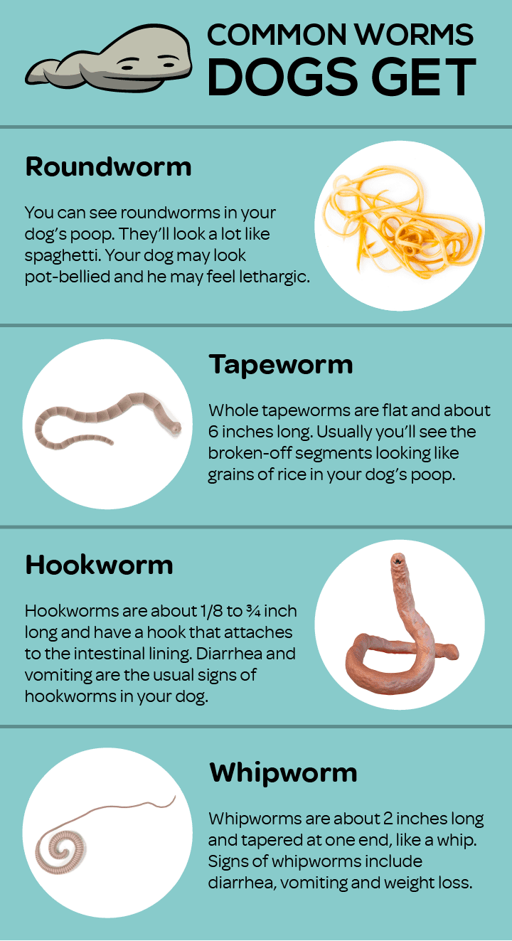 Worms in dog poop treatment store