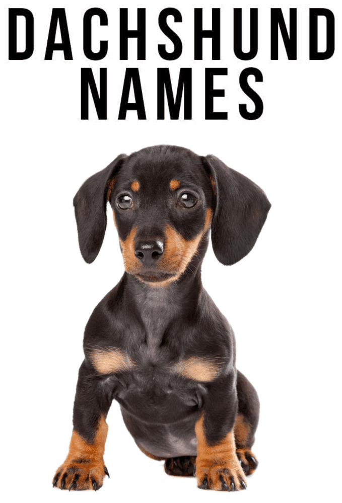 Red dachshund names shops