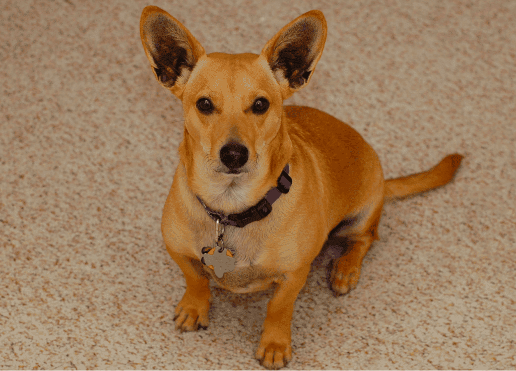 Corgi dachshund mix puppies for sale new arrivals