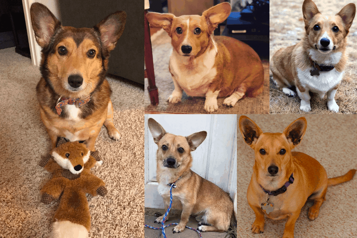 Corgi best sale doxie mix