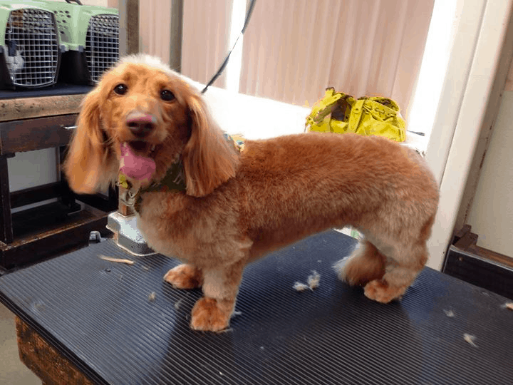 Dachshund grooming fashion short hair