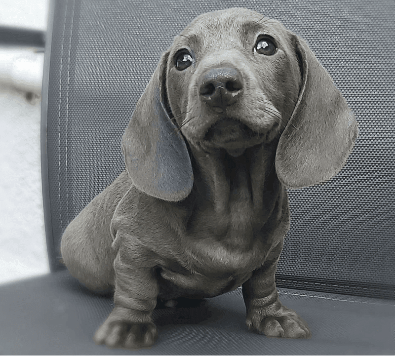 Grey dachshund fashion puppy