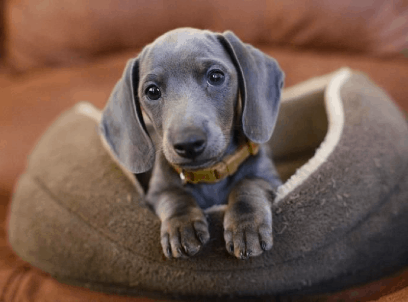 Blue sales wiener dogs