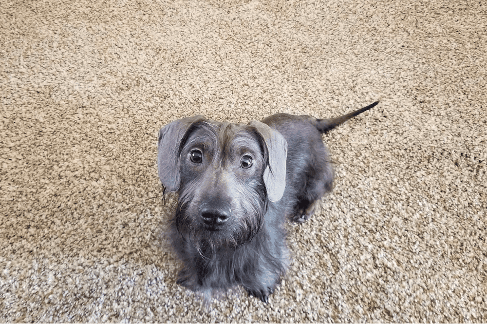 Blue fashion and cream dachshund