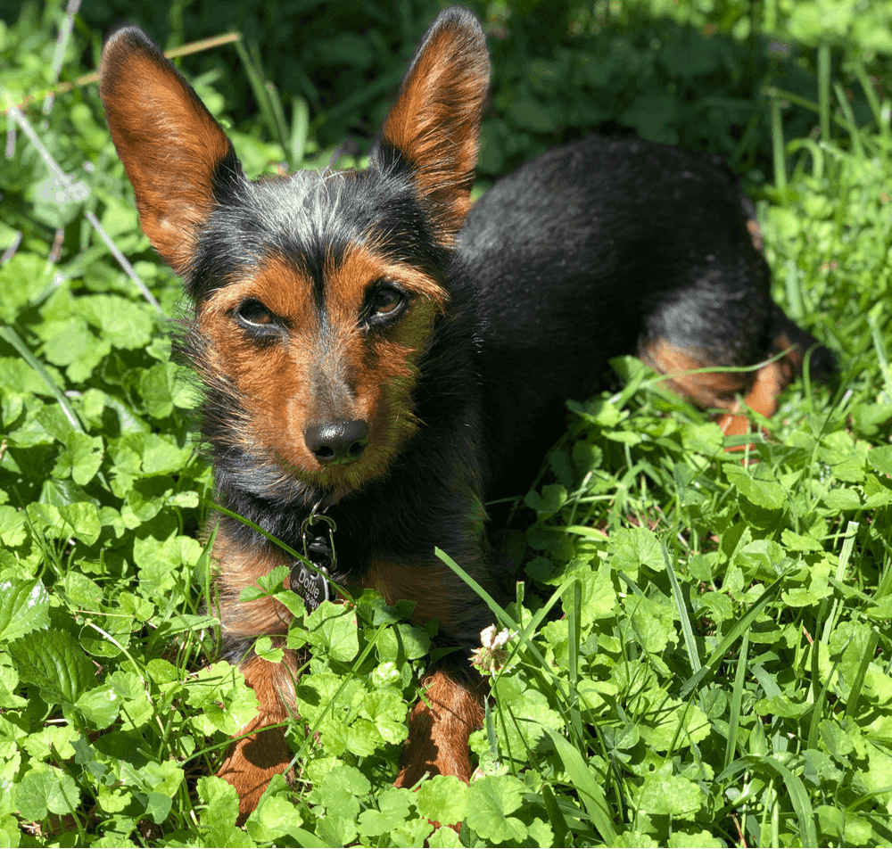 Yorkie dachshund shops mix puppies