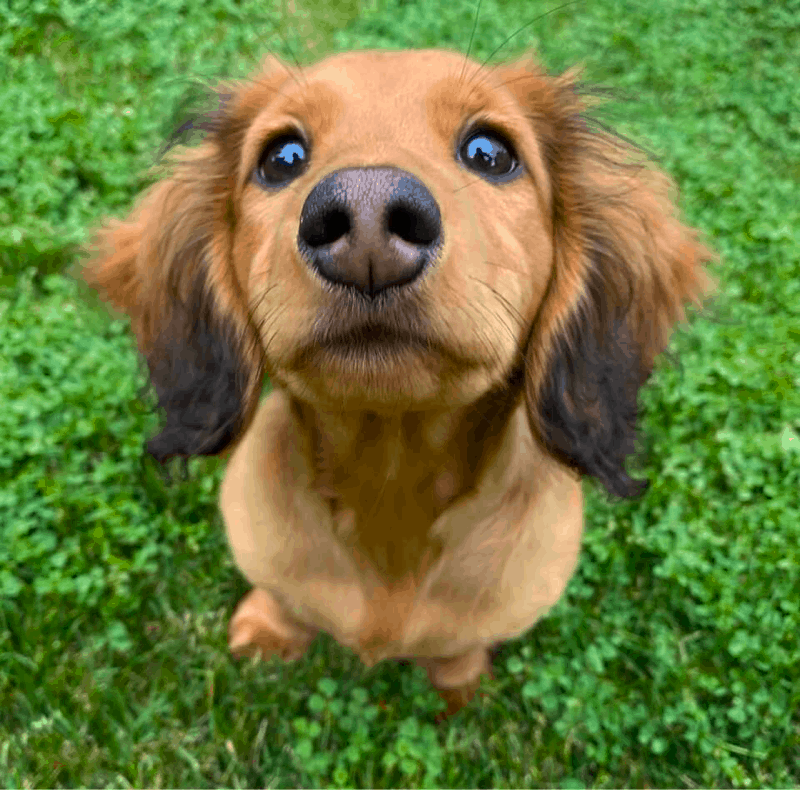 Red sable long haired mini fashion dachshund