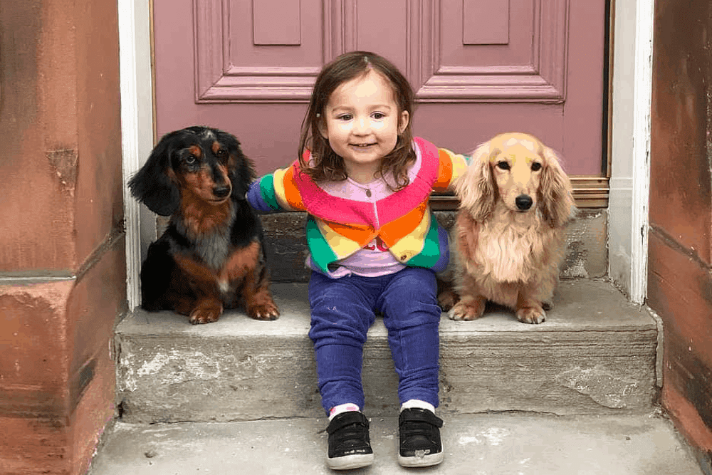 Dachshund hot sale child friendly