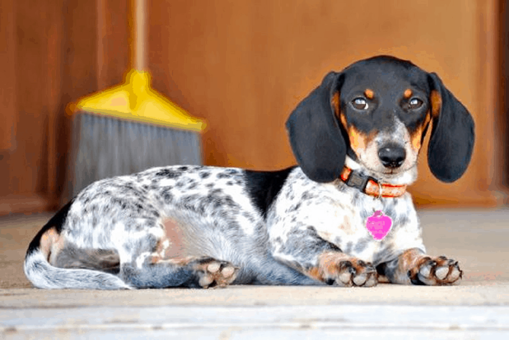 Dachshund piebald puppies orders