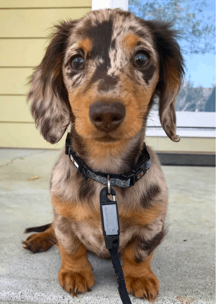 Miniature long haired dapple shops dachshund puppies