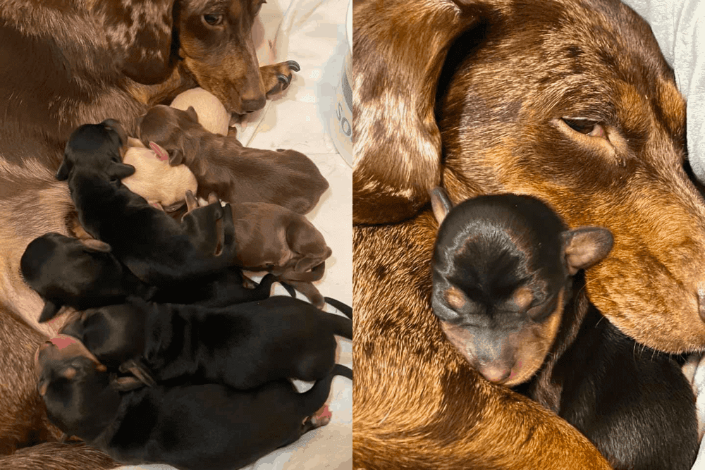 Reputable store dachshund breeders