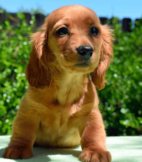 Porth shop kennels puppies