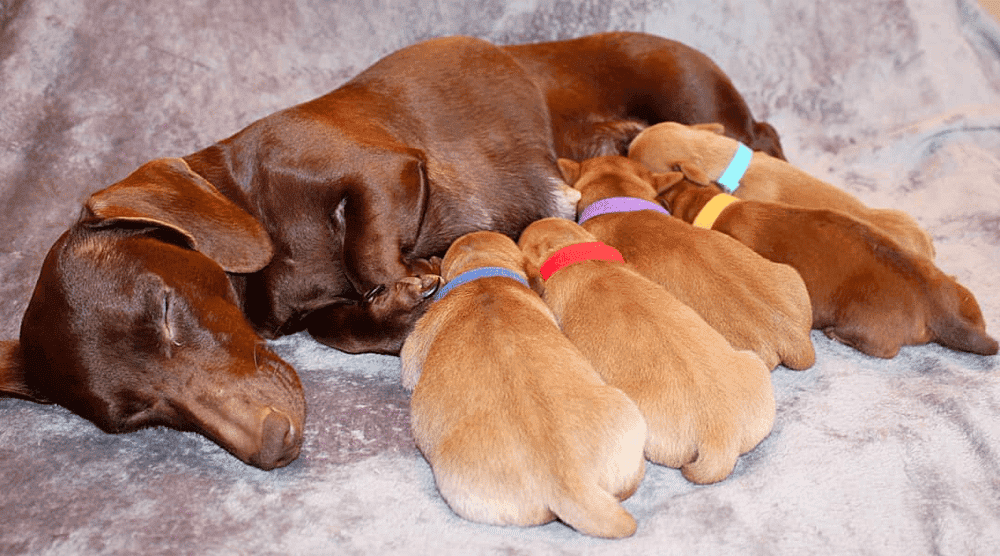 Top sales dachshund breeders