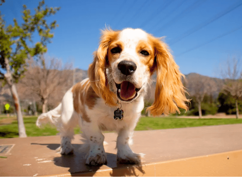 Cocker fashion spaniel hound mix