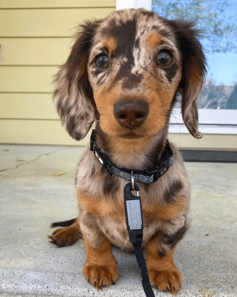 6 month old long haired dachshund best sale