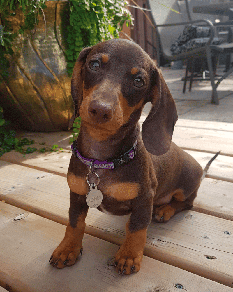 5 month hot sale old dachshund