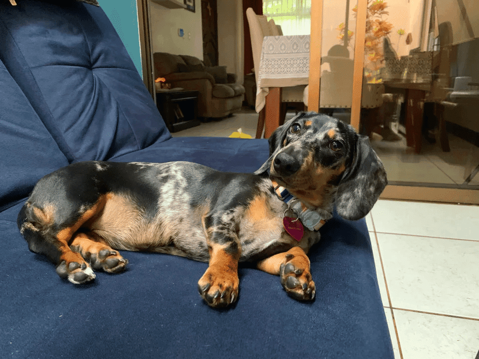 6 month old long haired dachshund hotsell