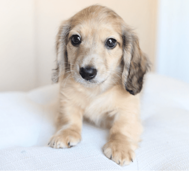 Danville sales cream dachshunds